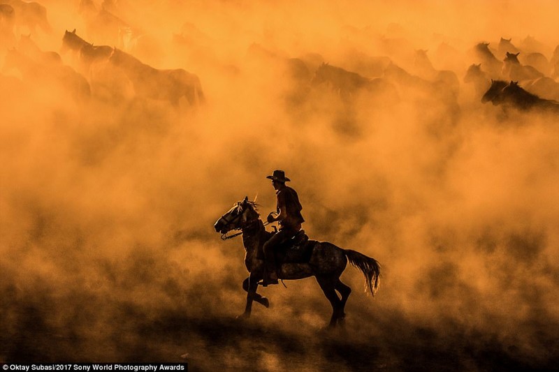 Владелец ранчо посреди скачущего в пыли стада лошадей