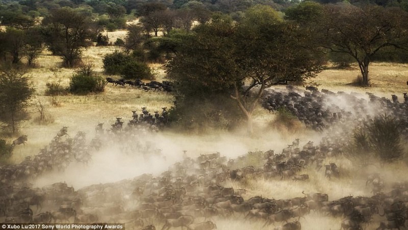 Антилопы гну во время своей ежегодной миграции в африканском регионе Серенгети