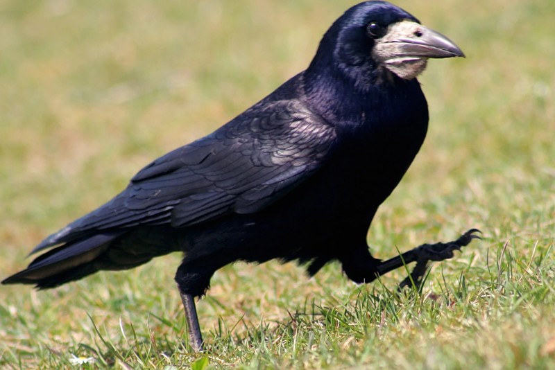 Грач (Corvus frugilegus) — широко распространённая в Евразии птица рода Воронов семейства Врановые, отряда Воробьинообразные.