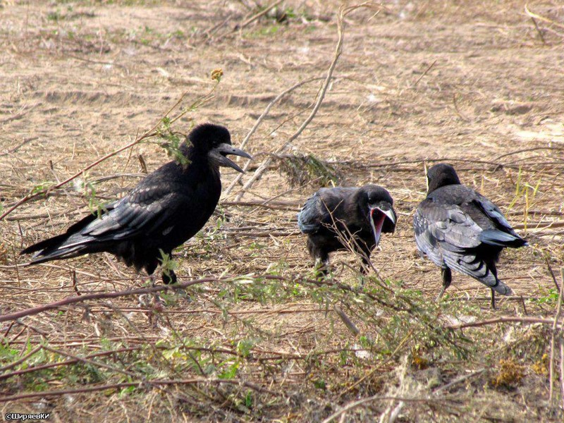 Стоит хотя бы одной из птиц появиться с новым видом пищи, как все остальные следуют по ее "следам".