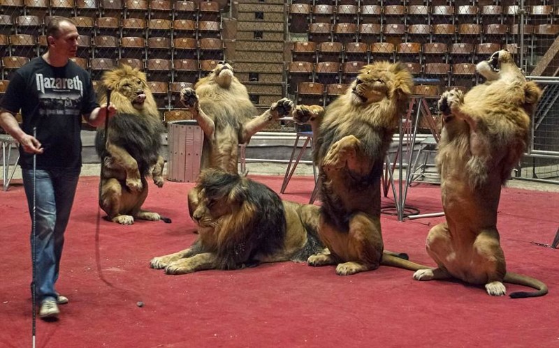 На репетиции все хорошо, львы выглядят как милые котята
