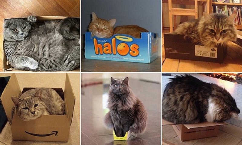 Кошки и коробки: им нельзя друг без друга!