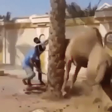 Не зли верблюда