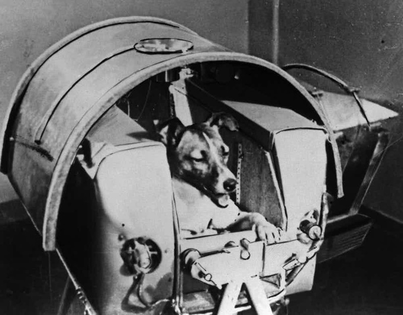 1. Первое животное-астронавт было из Советского Союза