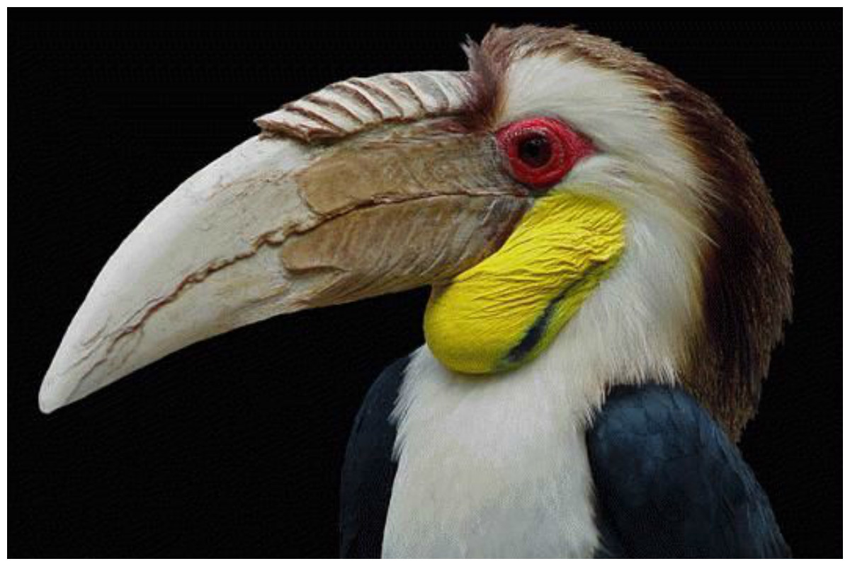 Клюв у птиц это. Rhyticeros subruficollis. Тукан альбинос. Экзотическая птица с большим клювом. Необычные клювы.
