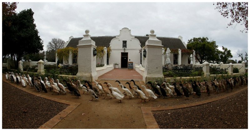 Нанятые утки в Южной Африке идут на виноградник есть улиток