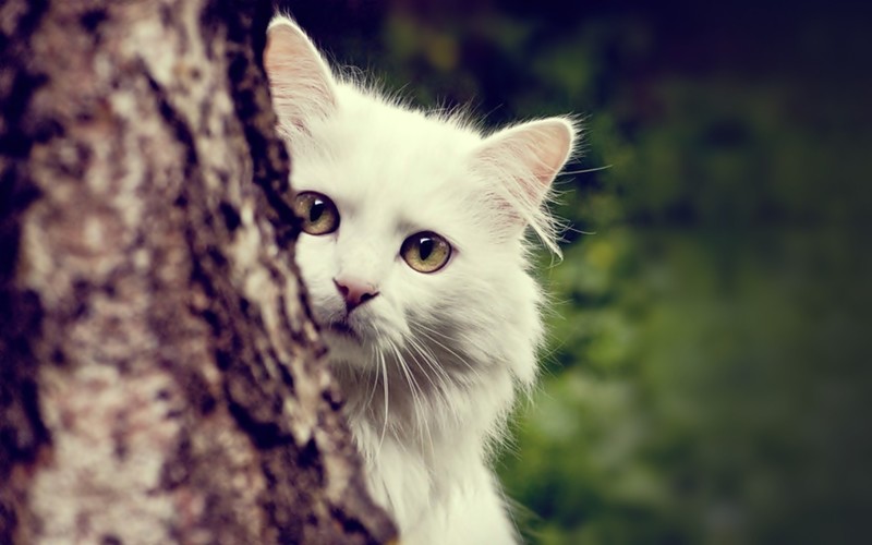 01-beautiful-white-cat-imagescar-wallpap
