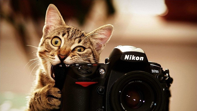 Смешные картинки кошек(22 фото)