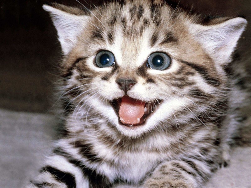 Смешные картинки кошек(22 фото)