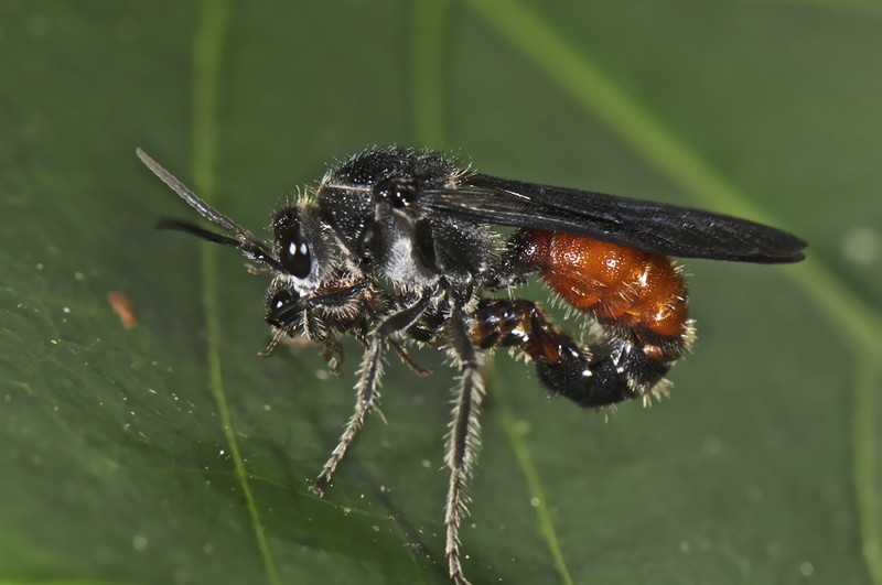 Взрослые бархатные муравьи имеют длину тела от 5 до 30 мм. У некоторых видов самцы настолько крупнее самок, что могут позволить себе поднять бескрылую самку в воздух для спаривания. 
