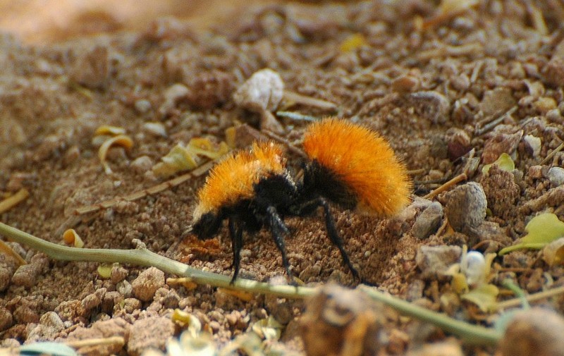 Свое название они получили из-за того, что выглядят как муравьи, покрытые густыми бархатными волосками, которые могут быть желтыми, оранжевыми, красными, черными или белыми.