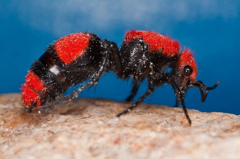 На самом деле бархатные муравьи не являются муравьями – это осы.