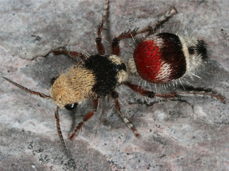 Самка осы пробирается в чужое гнездо и откладывает яйца на личинок хозяина, которыми кормятся их собственные личинки