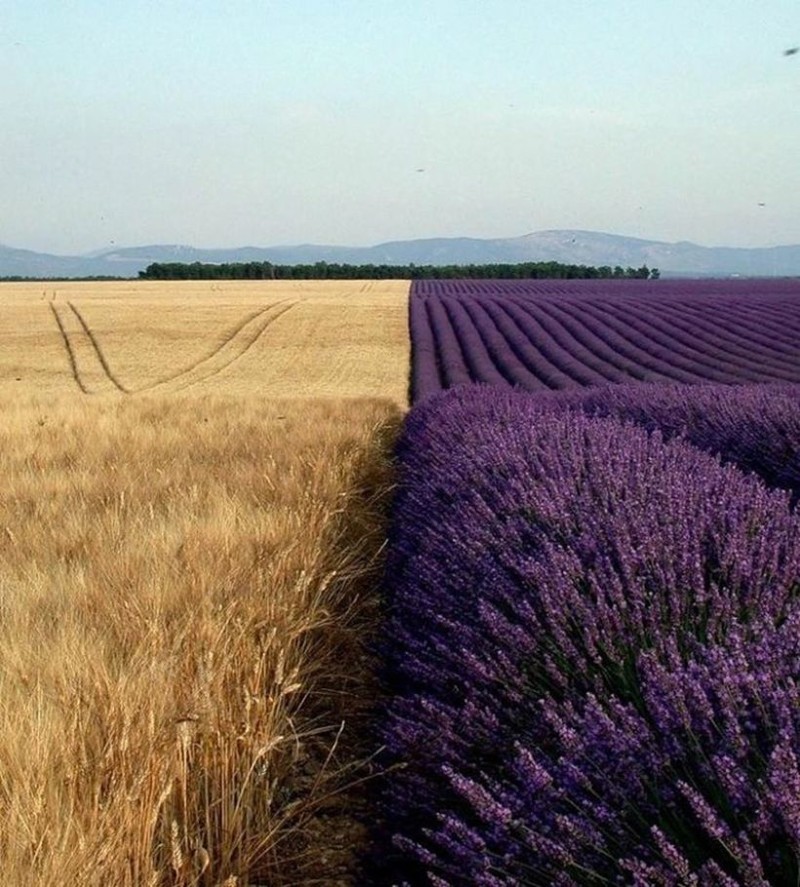 Пшеничное поле рядом с лавандовым