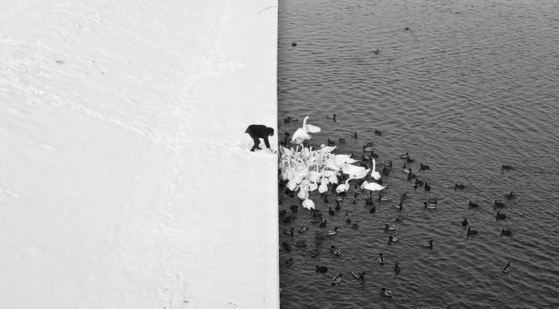 Человек кормит лебедей в снегу