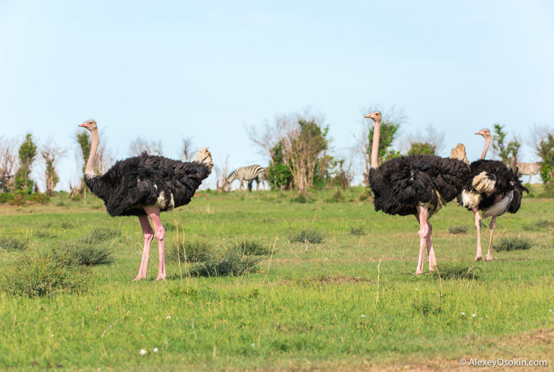 Когда он хочет, у него краснеют... ноги! 12 интересных фактов о страусе