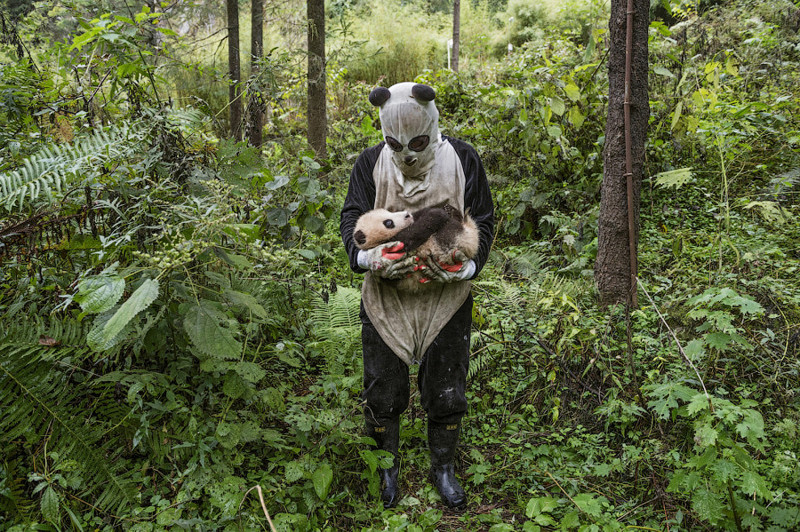 Униформа работника китайского зоопарка — костюм панды