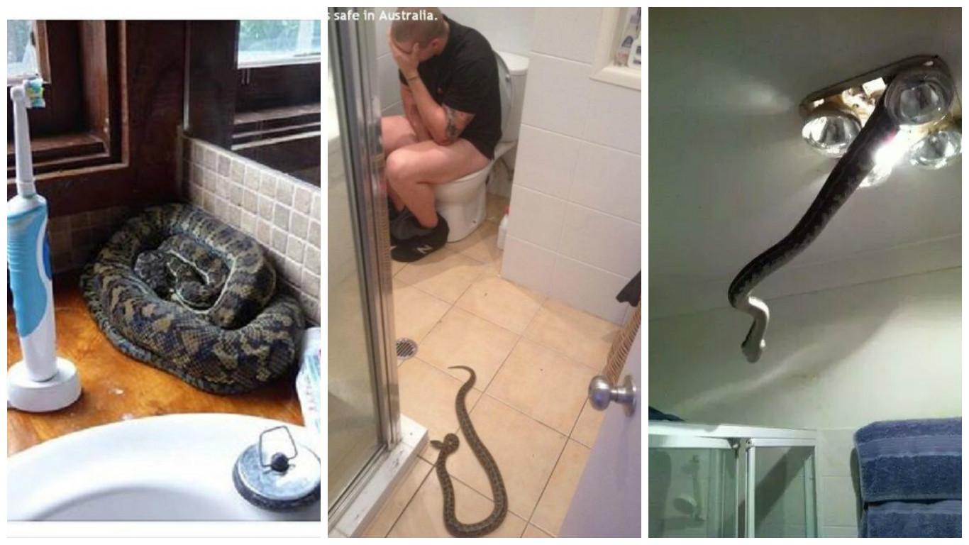 Австралия змеи в домах. Змеи в Австралии заползают в дома. Как избавиться от змеи в доме