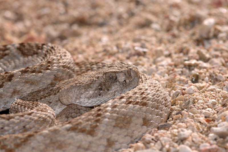 Змея техасский гремучник