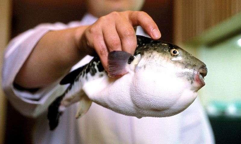 Рыба фугу (Япония)