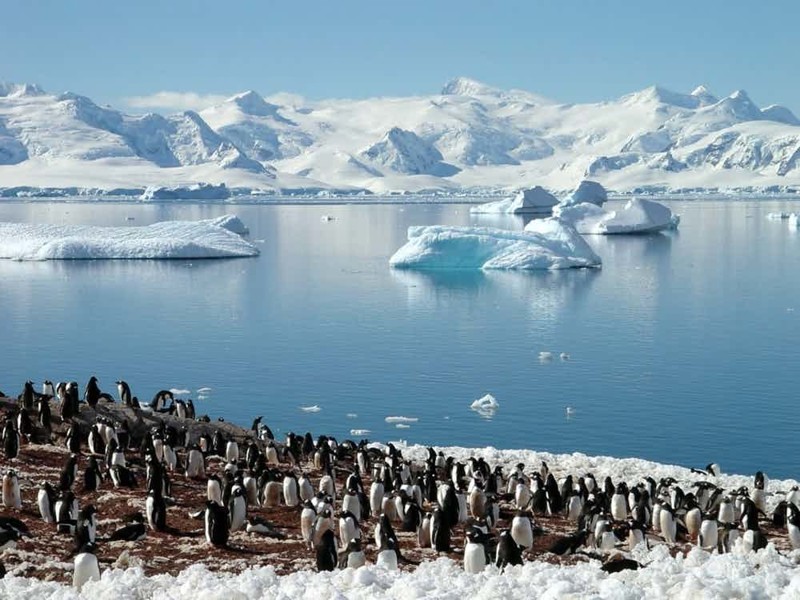 Пингвины - главное население Антарктики