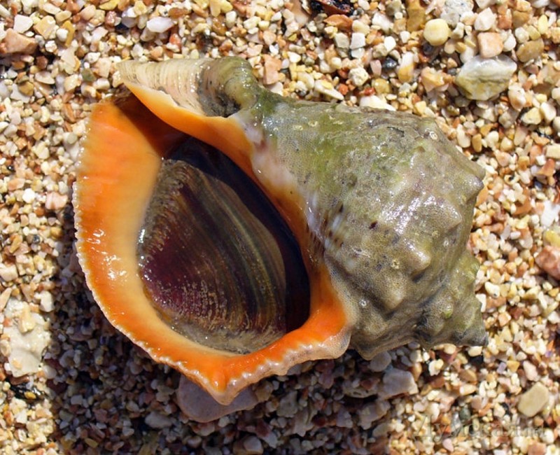 1. Рапана — род хищных брюхоногих моллюсков. Черноморская рапана некоторыми учеными выделена в отдельный вид Rapana pontica.