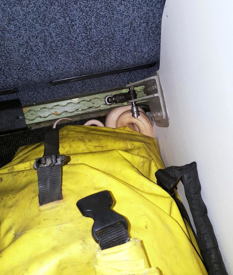 В США потерявшуюся на борту самолета змею помогли найти пассажиры