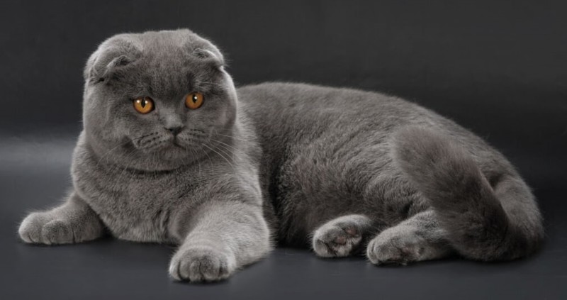 Шотландская вислоухая кошка (Скоттиш-фолд). Плюсы и минусы породы