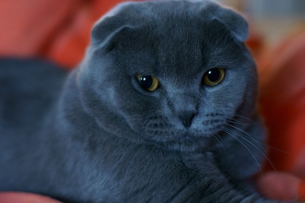 Шотландская вислоухая кошка (Скоттиш-фолд). Плюсы и минусы породы