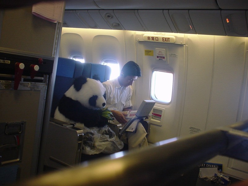 Даже пандам нравится летать