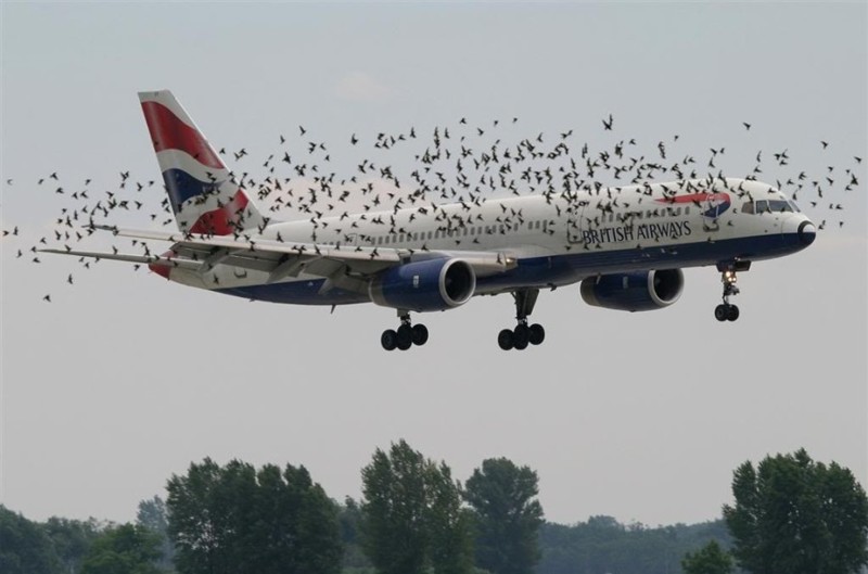 Самолет идет на посадку и вас встречает стая перелетных птиц с аэродрома