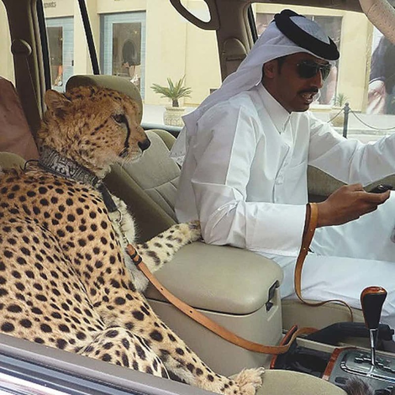 Дикие животные в Дубае не такие уж и дикие 