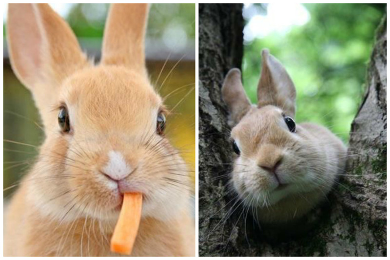 Несмотря на существование более 150 кролячьих окрасов, разных цветов глаз у них существует всего пять: коричневый, серо-голубой, голубой, розовый и мраморный