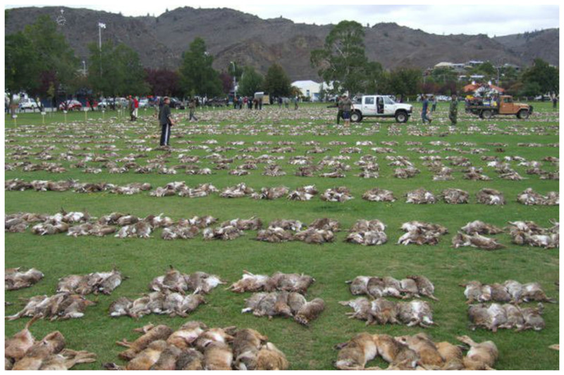 Знаете ли вы, что с середины 19 века по начало 20-го из завезенных в Австралию 24 кроликов их поголовье увеличилось до нескольких миллиардов? 