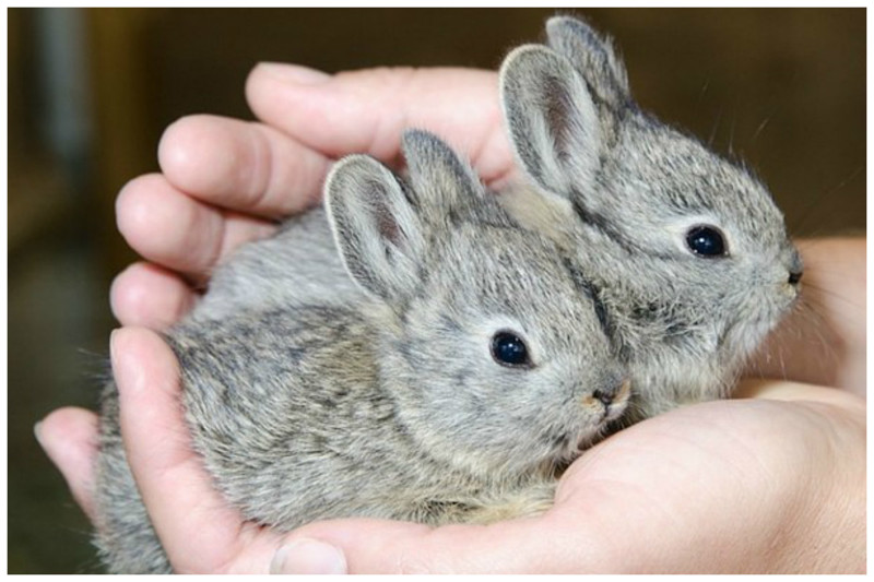 Самая мелкая порода кроликов называется Little Idaho или кролик — пигмей. Вес взрослой особи максимально достигает всего 450 грамм, а длина составляет от 22 до 35 сантиметров