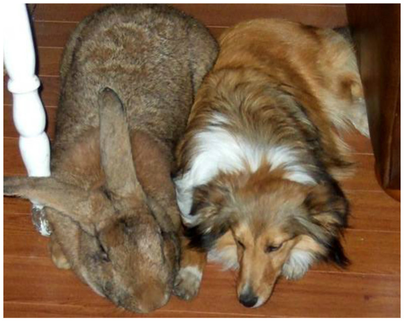 Самыми крупными кроликами являются представители породы Бельгийский великан (он же Фландер или Ризен). 
