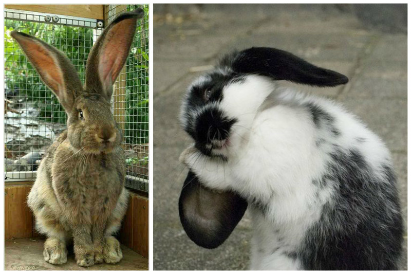 Максимальная официально зарегистрированная длина ушей кролика — 80 см