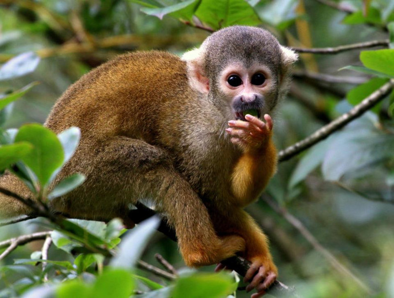 Обезьяны 9 дней кормили туриста, заблудившегося в джуглях Амазонки