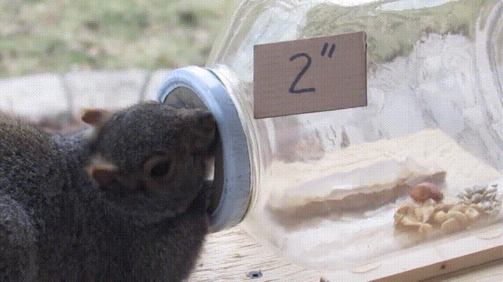 2-дюймовое (5,08 см) отверстие: хорошо, попробуем прогрызть путь... впрочем, омномном, орешки