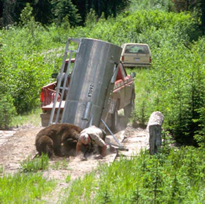 Фейковым медведем-людоедом и растерзанными им телами пугают новосибирцев