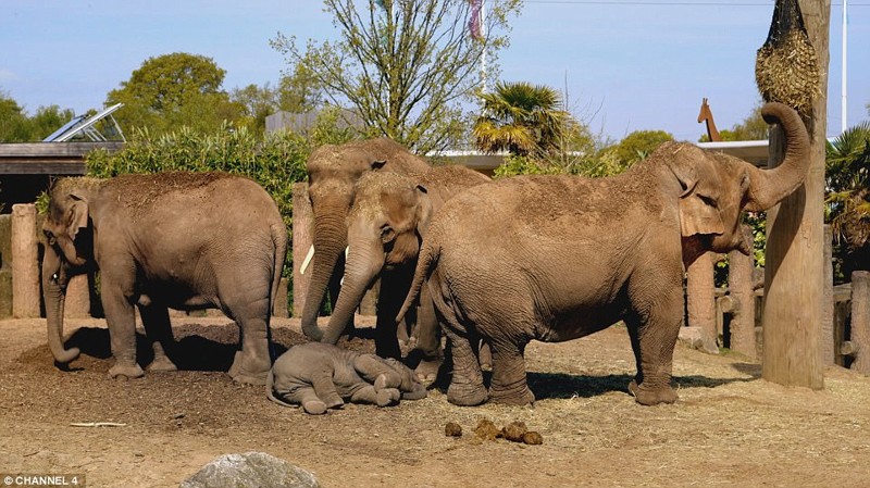 Тайны семейной жизни слонов