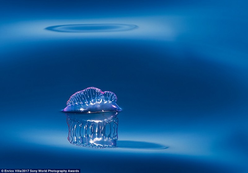 Медуза Сифоноора физалия
