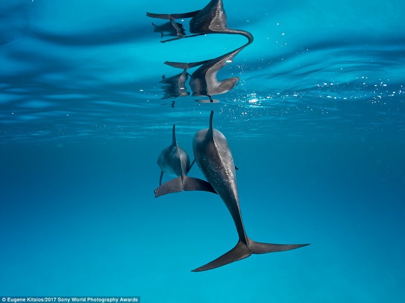 Семья. Дельфиниха с дельфиненком у берегов Багам