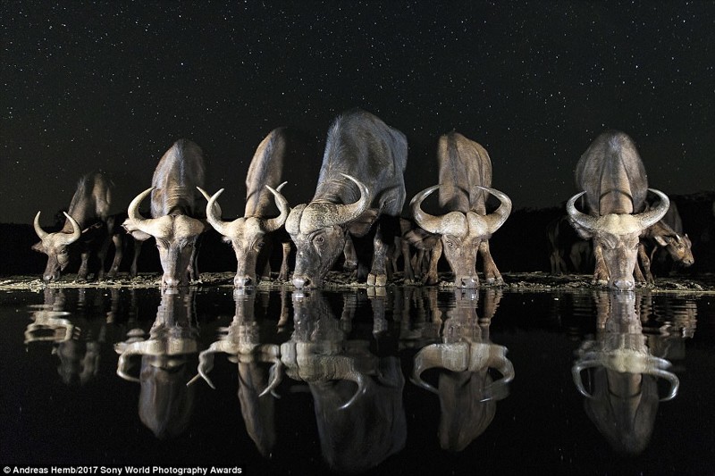 Африканские буйволы на водопое в национальном парке Зиманг, ЮАР