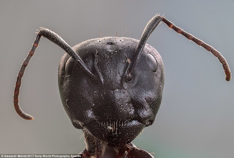 Чужой. Портрет муревья-древоточца, сделанный с помощью макросъемки