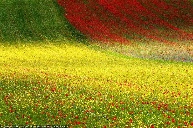 Весенняя палитра. Цветение в национальном парке Сибиллини в Италии
