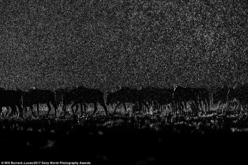 Ночной переход. Национальный парк Лиува Плейн на западе Замбии