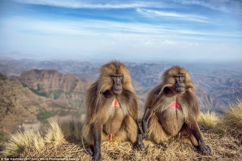 Философы. Бабуины в эфиопских горах