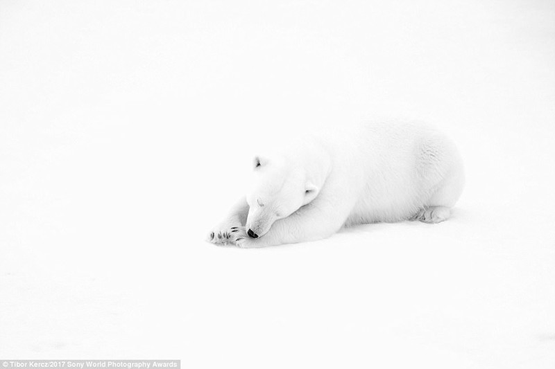 Белое на белом: самец белого медведя, заснувший в снегу