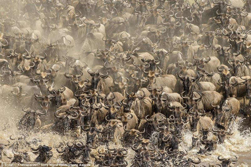 Мигригующие стада антилоп гну переходят через реку Мара. Сильное течение и притаившиеся крокодилы превращают переправу в смертельно опасное мероприятие
